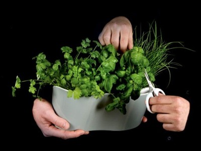 Herb Garden : jardin pour plantes aromatiques