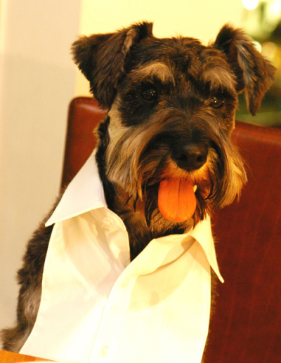 Dog Bib, alice wang