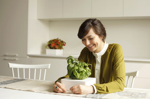 Design et Maîtrise de la Nature : La Click and Grow box