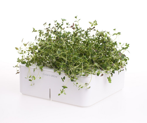 Design et Maîtrise de la Nature : La Click and Grow box